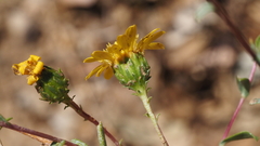 Grindelia hallii