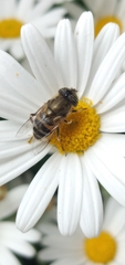 Eristalinus