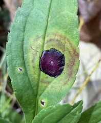 Botryosphaeria dothidea