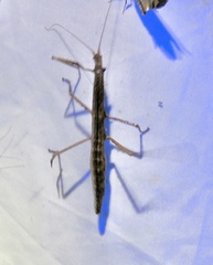 Diapheromeridae