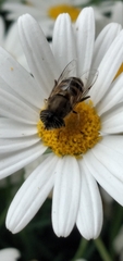 Eristalinus