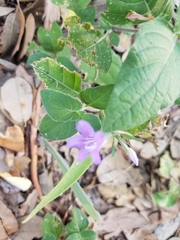 Ruellia drummondiana