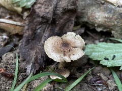 Pholiota terrestris