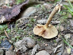 Pholiota terrestris