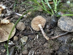 Pholiota terrestris