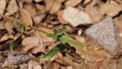 Grindelia hallii