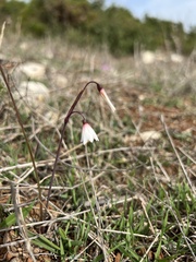 Acis autumnalis