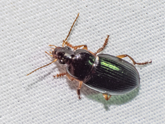 Notiobia terminata