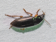Notiobia terminata