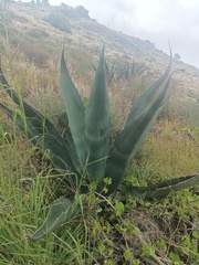 Agave salmiana