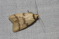 Heteroteucha anthodora