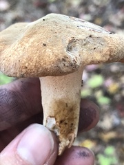 Polyporus