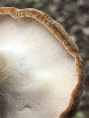 Polyporus
