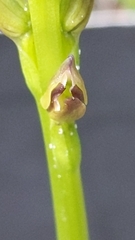Prasophyllum