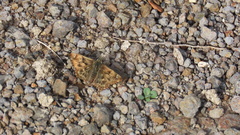 Carcharodus