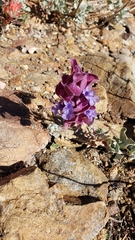 Salvia pachyphylla