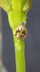 Prasophyllum