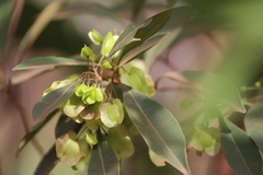 Dodonaea polyandra