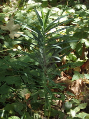 Euphorbia lathyris