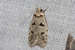 Scatochresis episema