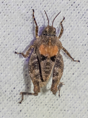 Paratettix mexicanus