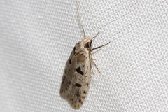 Scatochresis episema