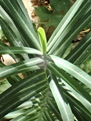 Euphorbia lathyris