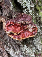 Ganoderma tsugae