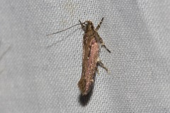 Macrobathra nephelomorpha