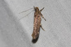 Macrobathra nephelomorpha