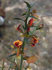 Daviesia sejugata