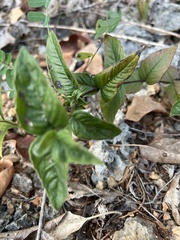 Monarda bradburiana
