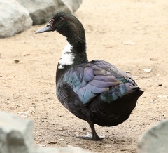 Anas platyrhynchos × Cairina moschata