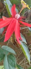 Coccinea