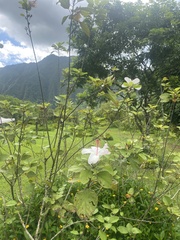 Hibiscus arnottianus