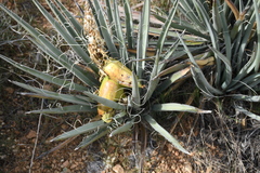 Yucca baccata