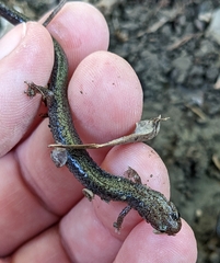 Plethodon electromorphus