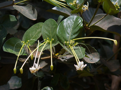 Posoqueria latifolia