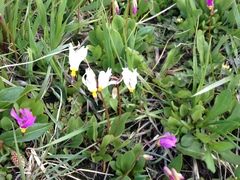 Primula pauciflora pauciflora