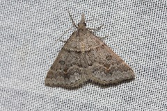 Dichromodes mesogonia