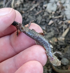 Plethodon electromorphus