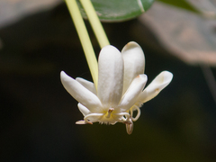 Posoqueria latifolia