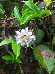 Passiflora edulis edulis