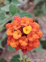 Lantana horrida