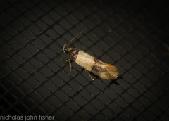 Macrobathra hamaxitodes