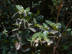 Posoqueria latifolia