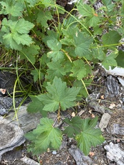 Acer pseudoplatanus