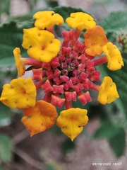 Lantana horrida