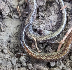 Plethodon electromorphus