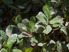 Posoqueria latifolia